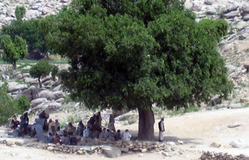 tree