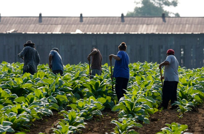 Us Sexual Violence Harassment Of Immigrant Farmworkers