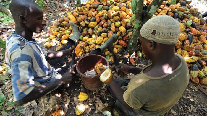 Cocoa planters near San-Pedro, on the southern coast of Côte d’Ivoire, break open cocoa pod shells on November 29, 2008. 