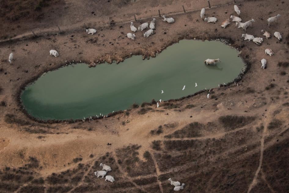 Vista aérea mostra gado em uma área desmatada na Amazônia perto de Porto Velho, Rondônia, Brasil, 14 de agosto de 2020.