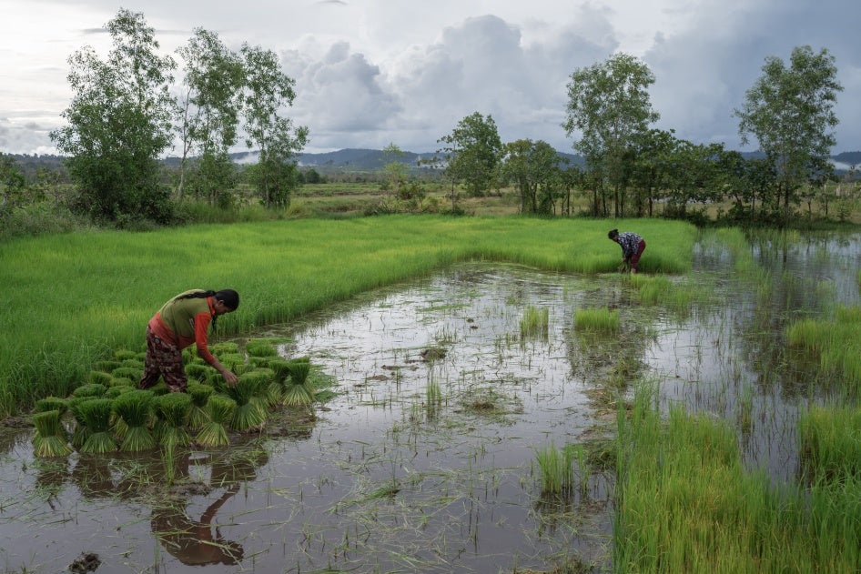2022년 6월 25일, 캄보디아 코콩 지방 사우스 카다몸 REDD+ 프로젝트에 포함된 한 마을에서 주민들이 쌀을 수확하고 있다.
