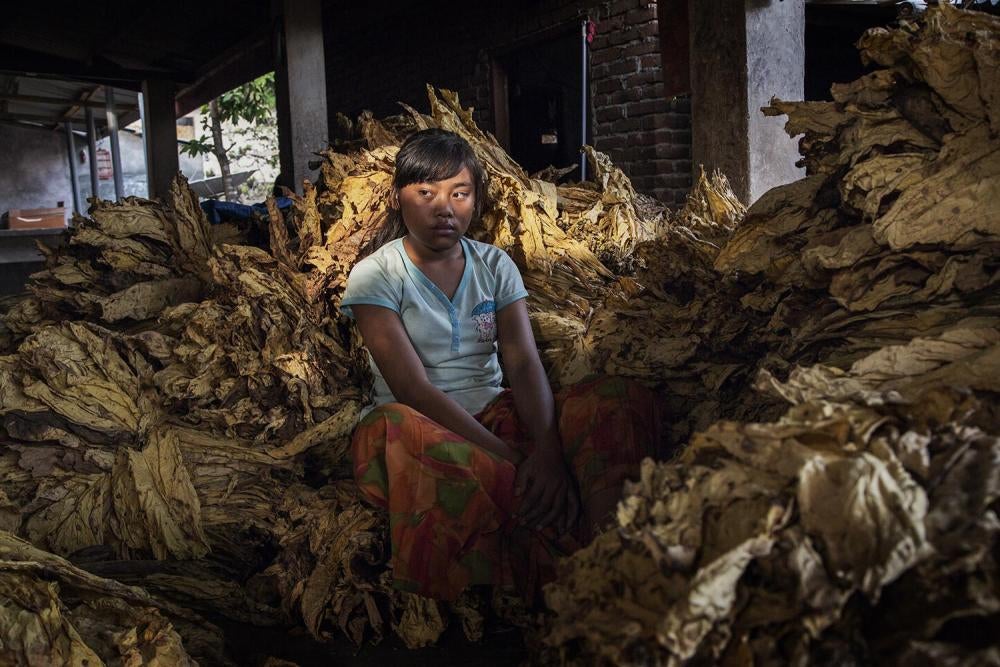 Sorang pekerja 13 tahun duduk dekat tumpukan daun tembakau kering di Lombok Timur, Nusa Tenggara Barat. 