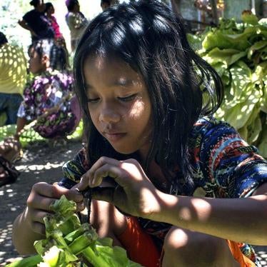 An 11-year-old girl ties tobacco leaves onto sticks to prepare them for curing in East Lombok, West Nusa Tenggara. 
