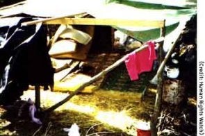 Massacre in the Forest (Part I)