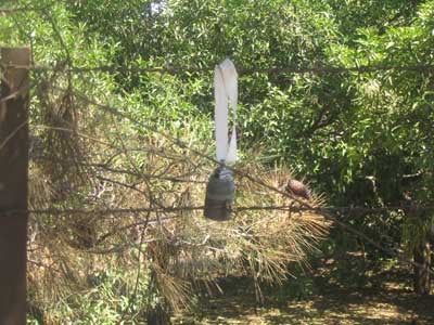 Unexploded M42 cluster submunition found on a barbed wire fence in southern Lebanon in August 2006.  © 2006 UN Mine Action Coordination Center for South Lebanon.