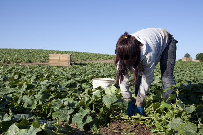 US Environmental Agency Greenlights Neurotoxic Pesticide