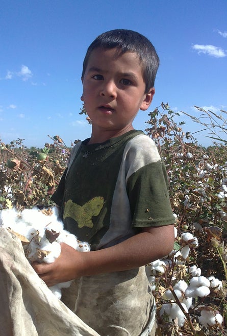 Un jeune garçon cueille du coton en Ouzbékistan en septembre 2011. On estime que le gouvernement oblige entre 1,5 et 2 millions d'enfants à participer à la récolte annuelle du coton dans ce pays.