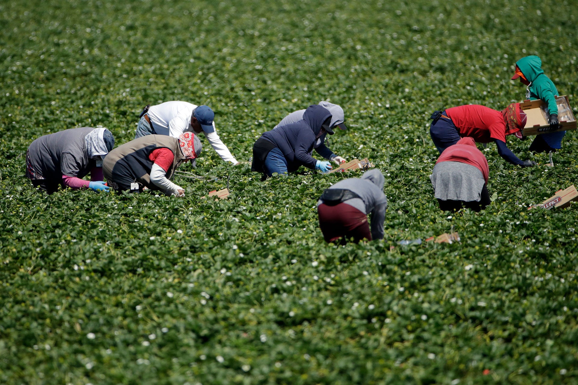 Farmworkers, considered essential workers under the current Covid-19 pandemic guidelines, work a strawberry field in Santa Paula, California, April 15, 2020. 