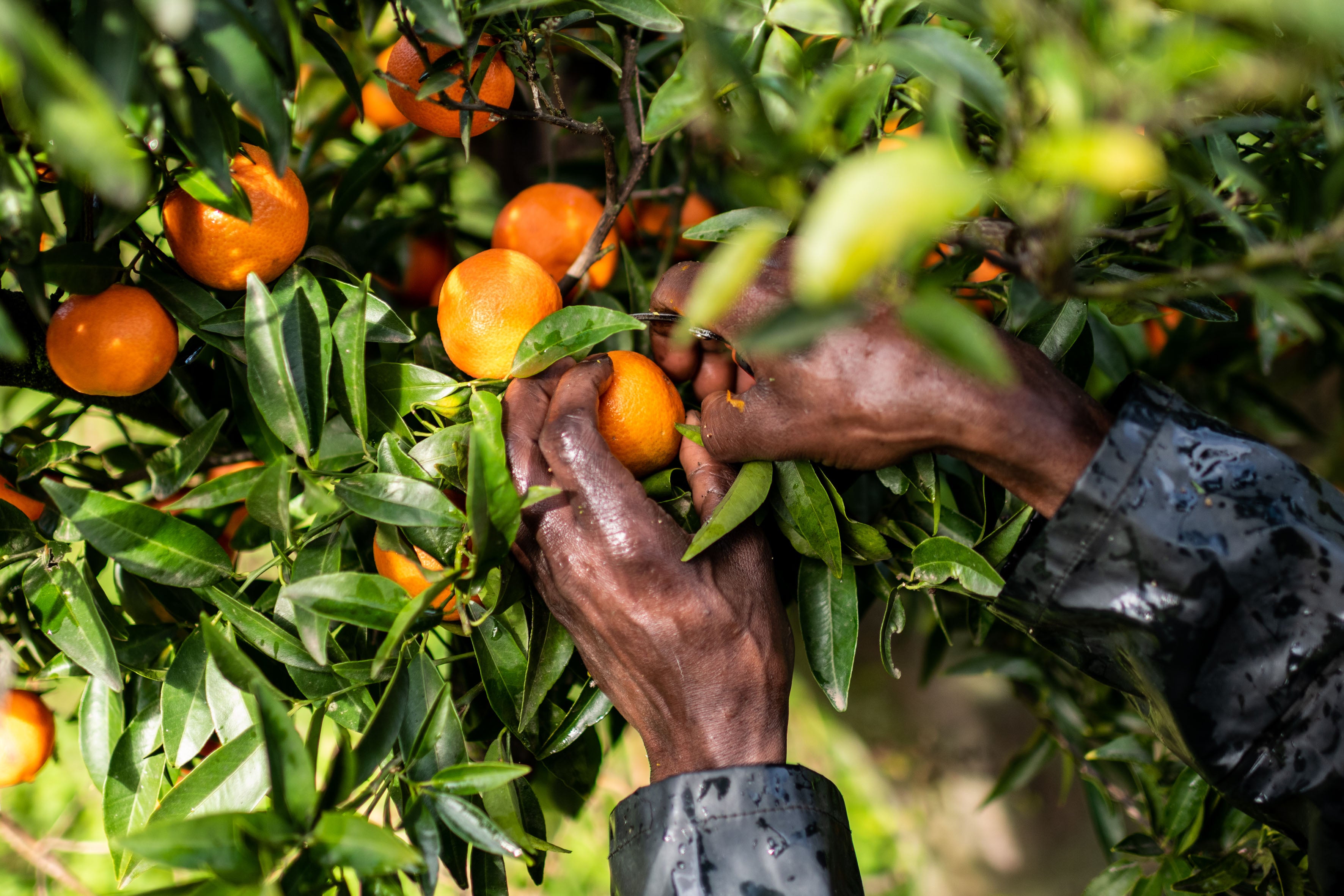 Un lavoratore migrante raccoglie delle clementine a Corgiliano-Rossano, Calabria, 12 dicembre 2020.