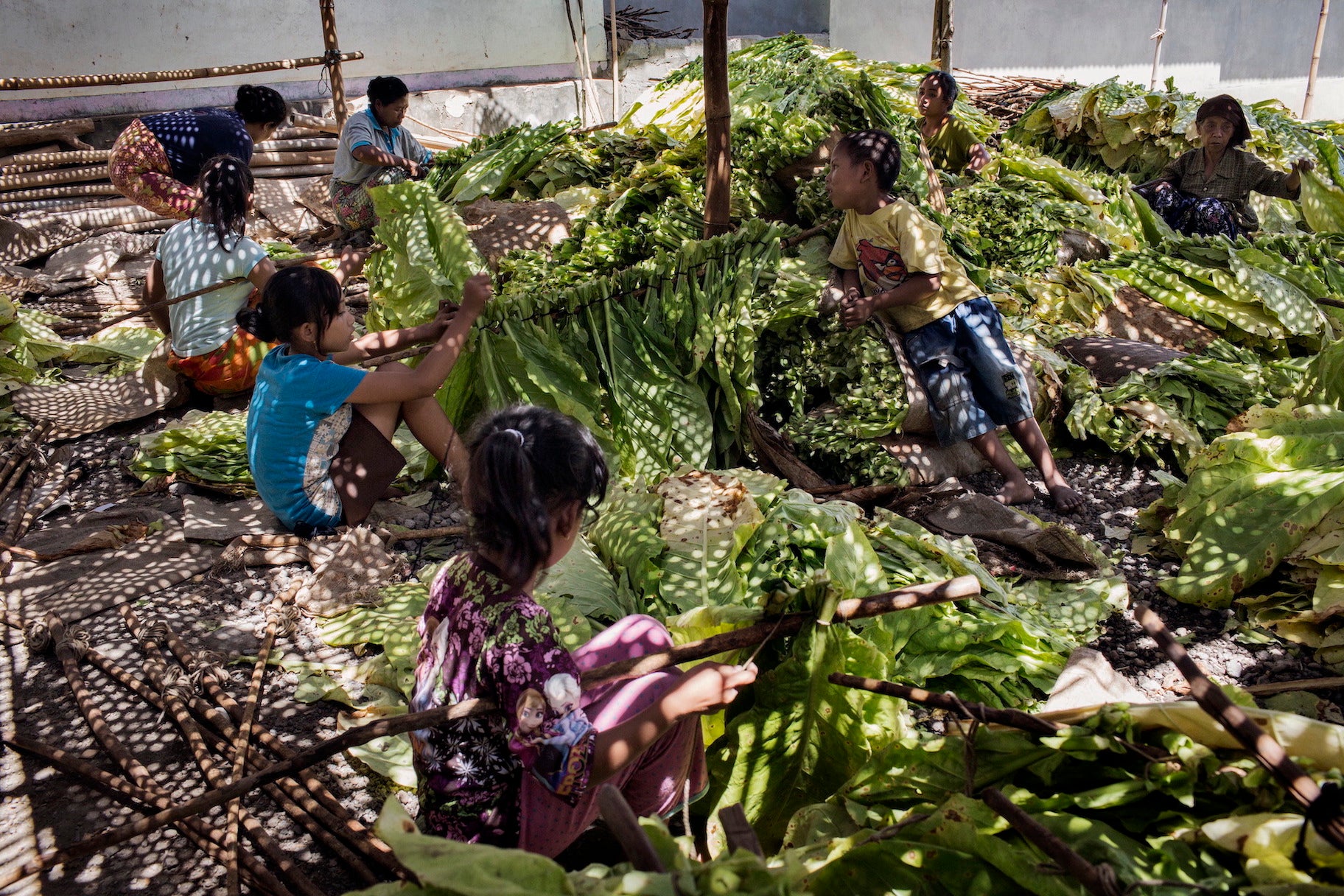 Des enfants attachent des feuilles de tabac sur des bâtons en y enfilant leurs tiges, avant la phase de séchage, sur une plantation de tabac dans l’est de l’île de Lombok (province de Nusa Tenggara Barat), en Indonésie. 
