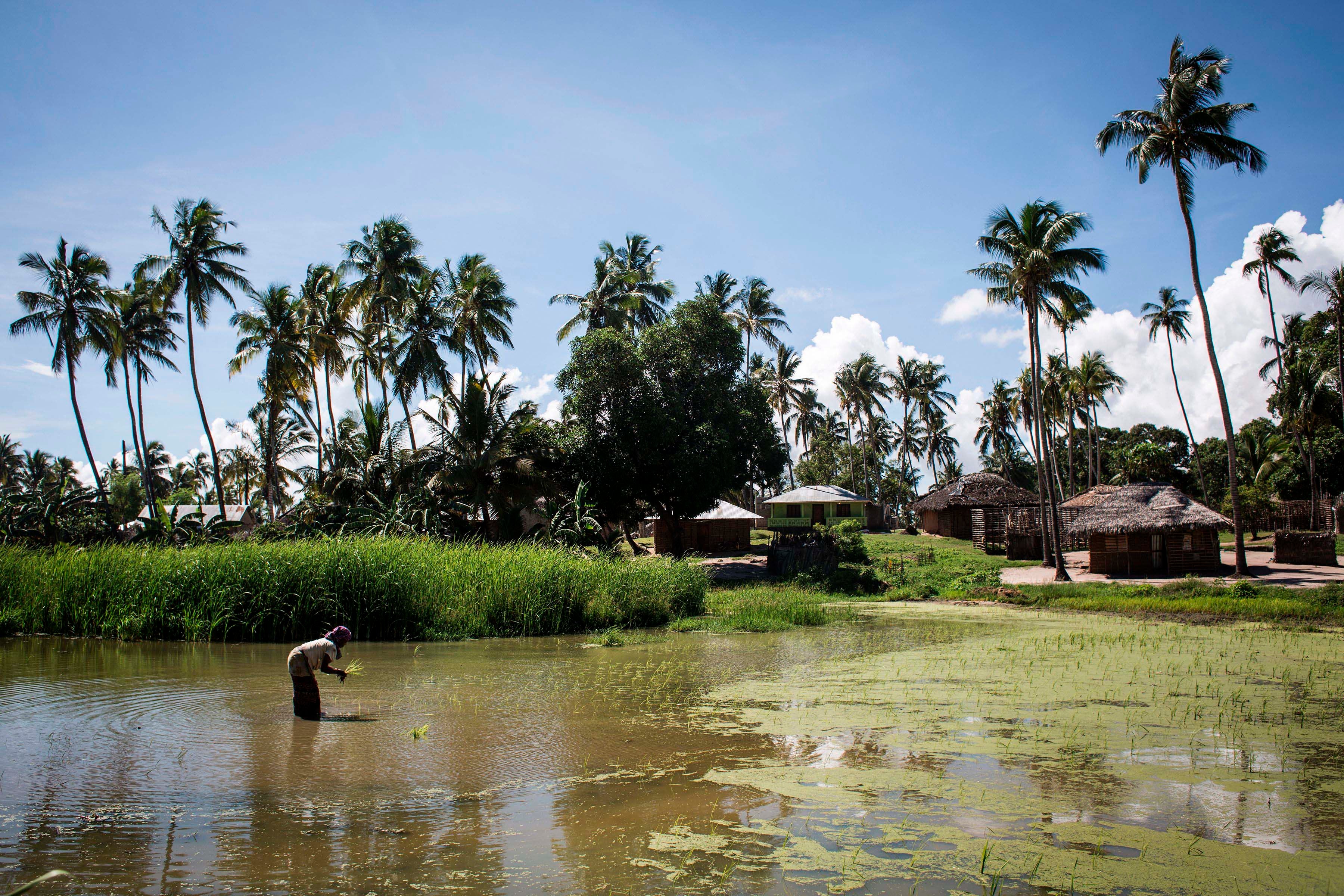 A Mozambican woman works in a rice paddy in Palma, where large deposits of natural gas were found offshore, February 2017. 