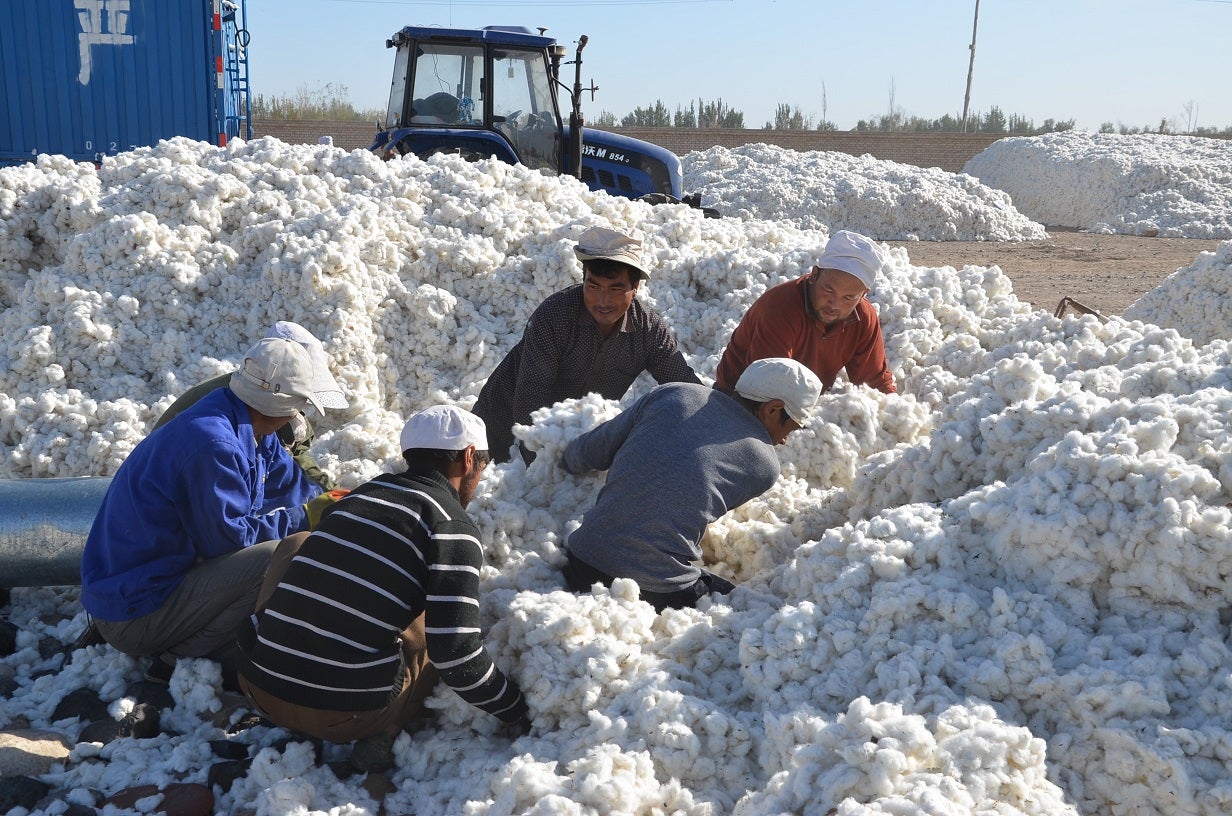 Workers load cotton onto a truck at a sunning ground in Alar (Alaer), northwest China's Xinjiang Uygur Autonomous Region, September 2015.