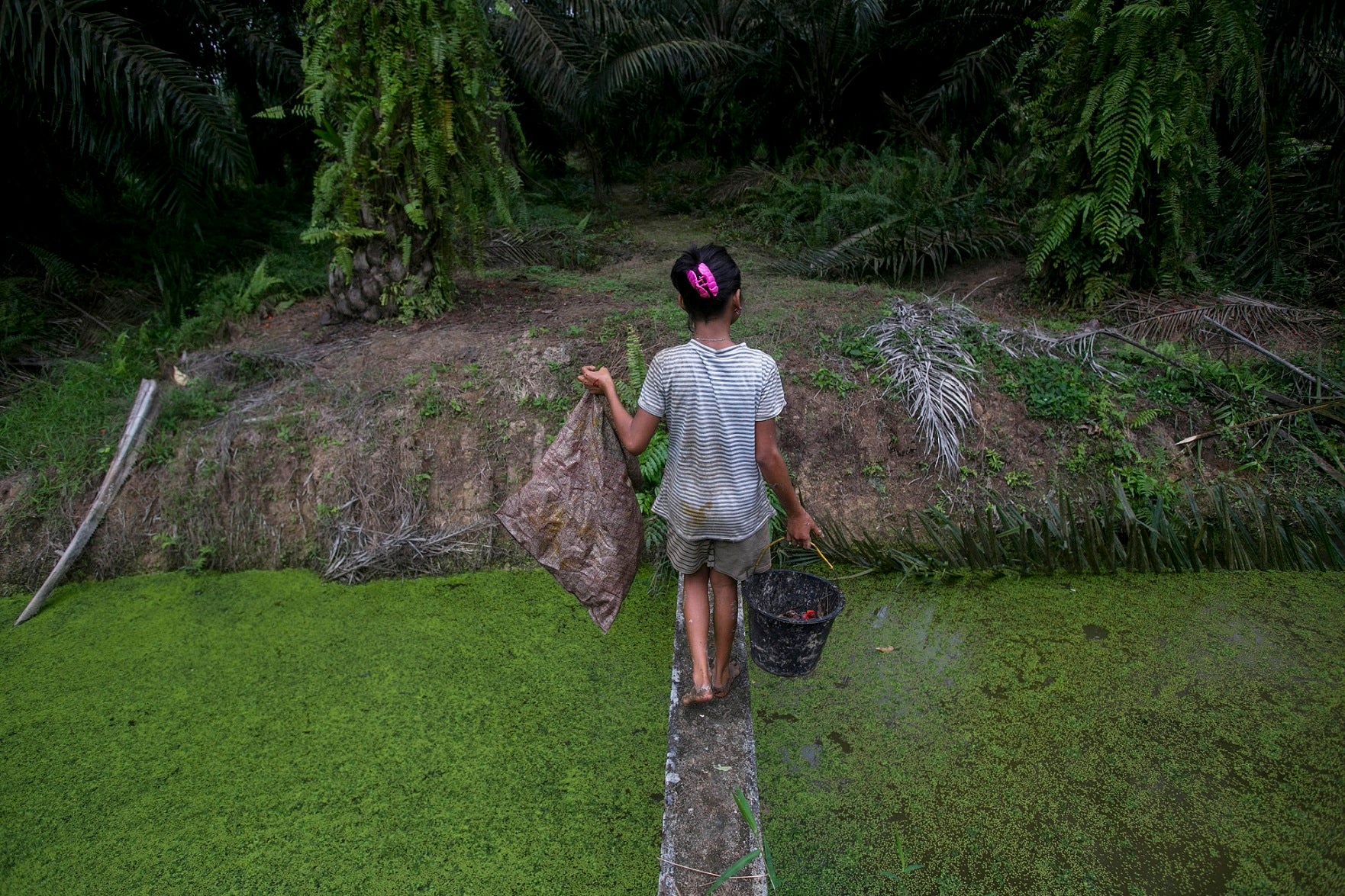 Indonesia: Expanding Palm Oil Operations Bring Harm