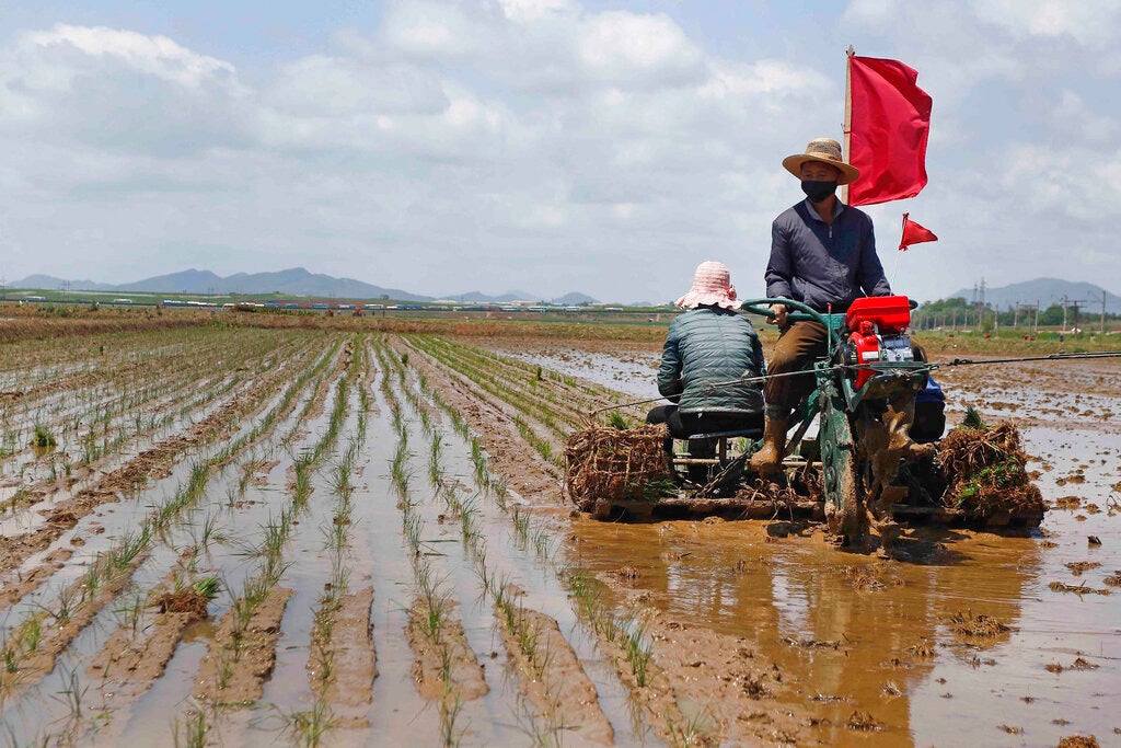 2021년 5월 25일 평양의 락랑구역에서 농부들이 벼를 심고 있다. ©2021 전철진/AP