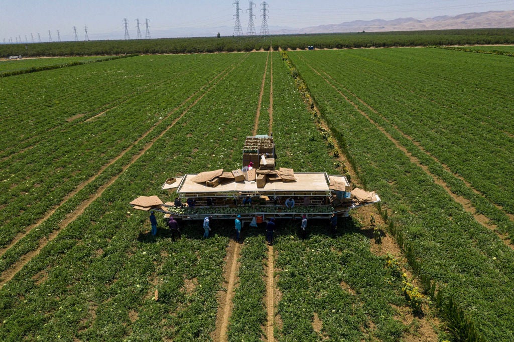 Workers harvest cantaloupe on a farm during a drought in Firebaugh, California, US, on Tuesday, July 13, 2021.