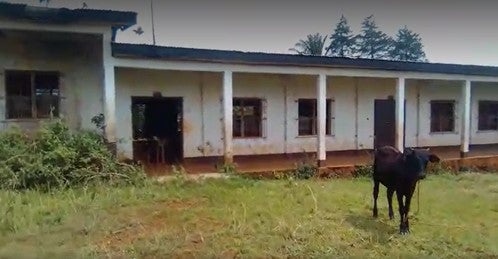 A cow stands in front of an abandoned building