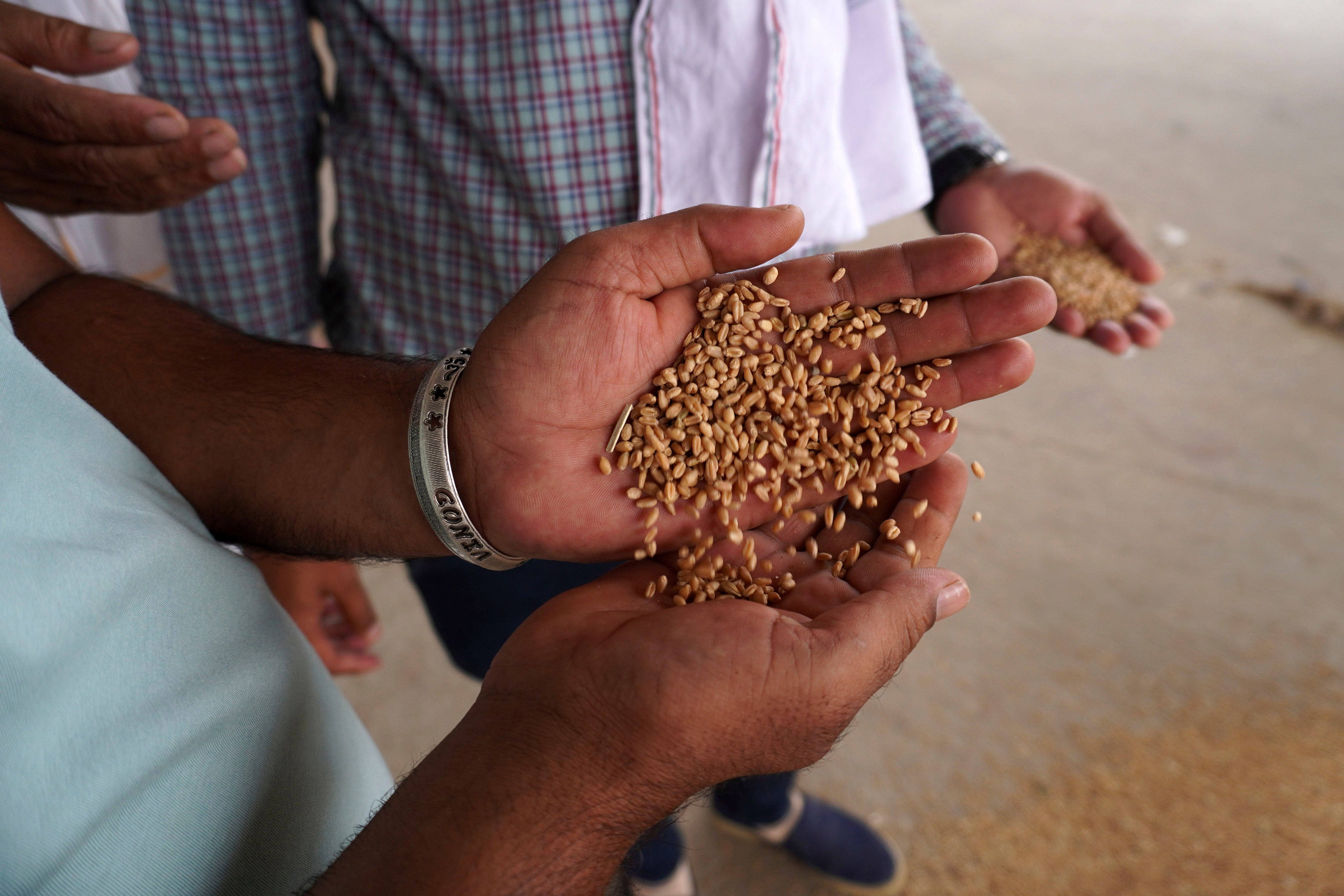 印度新德里郊區靠近索尼帕特鎮（Sonipat）的穀物批發市場，交易員正在檢查小麥質量，2022年5月17日。