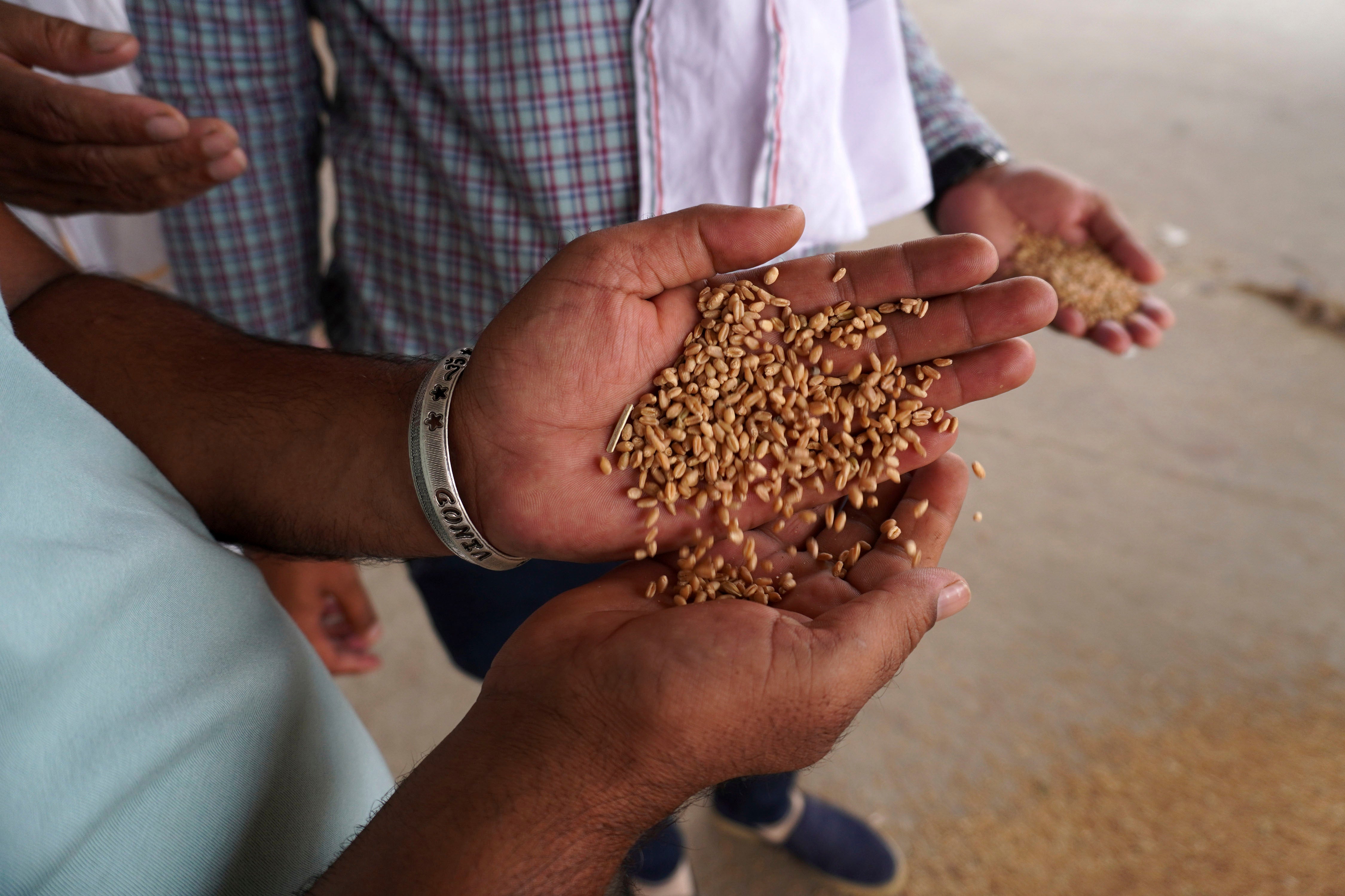 A man holds wheat in his hand