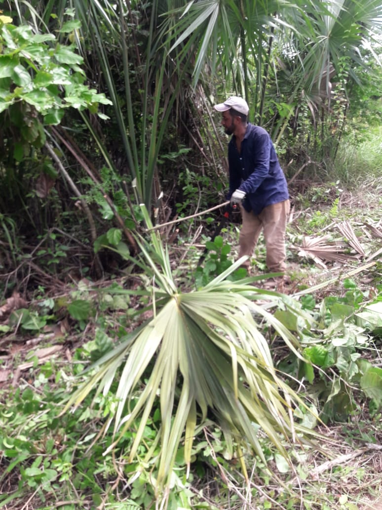 A worker clears forest to make space to plant fruit trees as part of a Mexican government program providing temporary jobs to refugee status applicants, August 25, 2021.