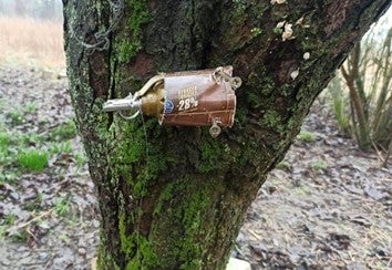 An improvised victim-activated explosive device comprised of a hand grenade rigged to a tree and equipped with a tripwire in the Kyiv region, Ukraine, April 2022.  