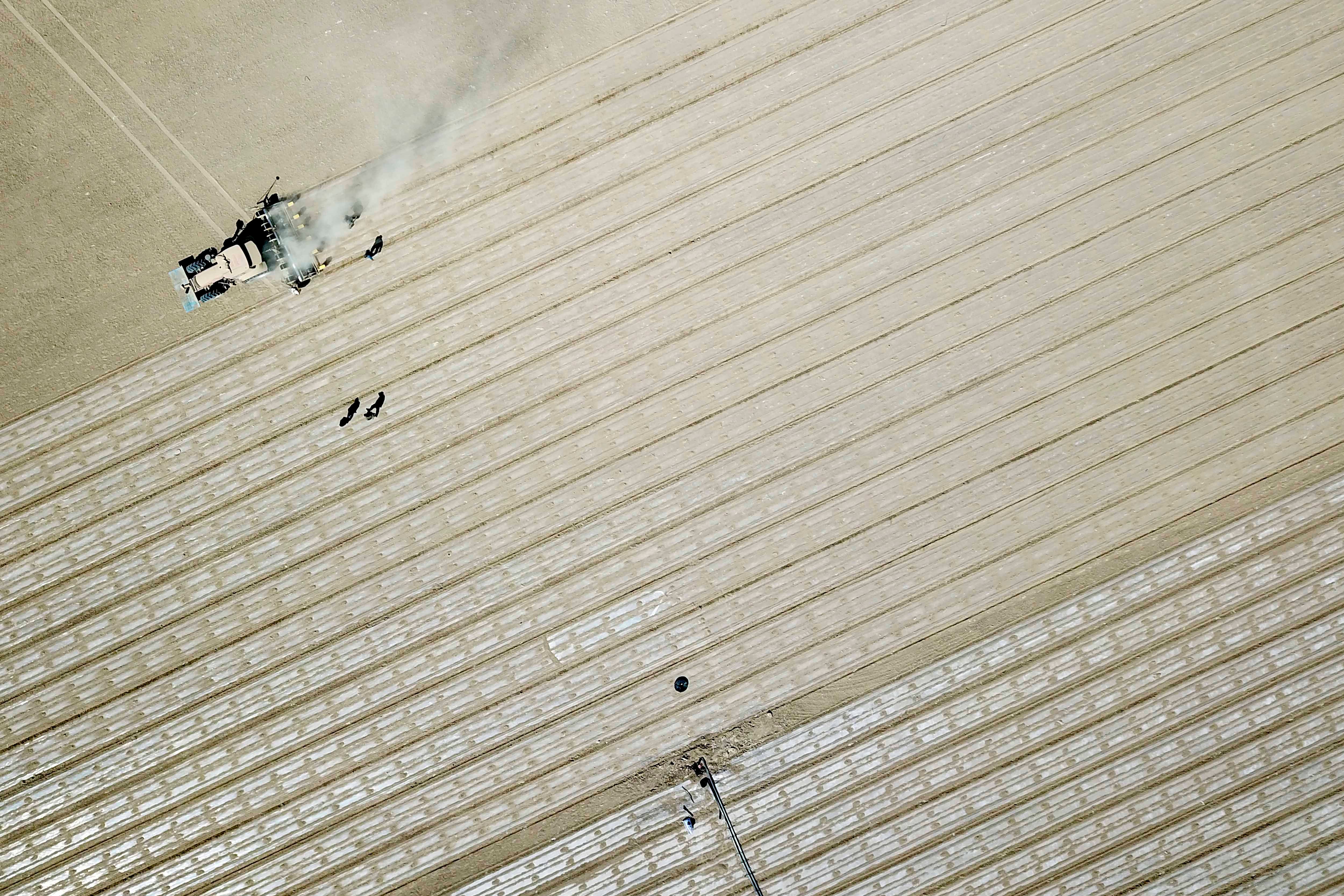 Cotton Field in Xinjiang 