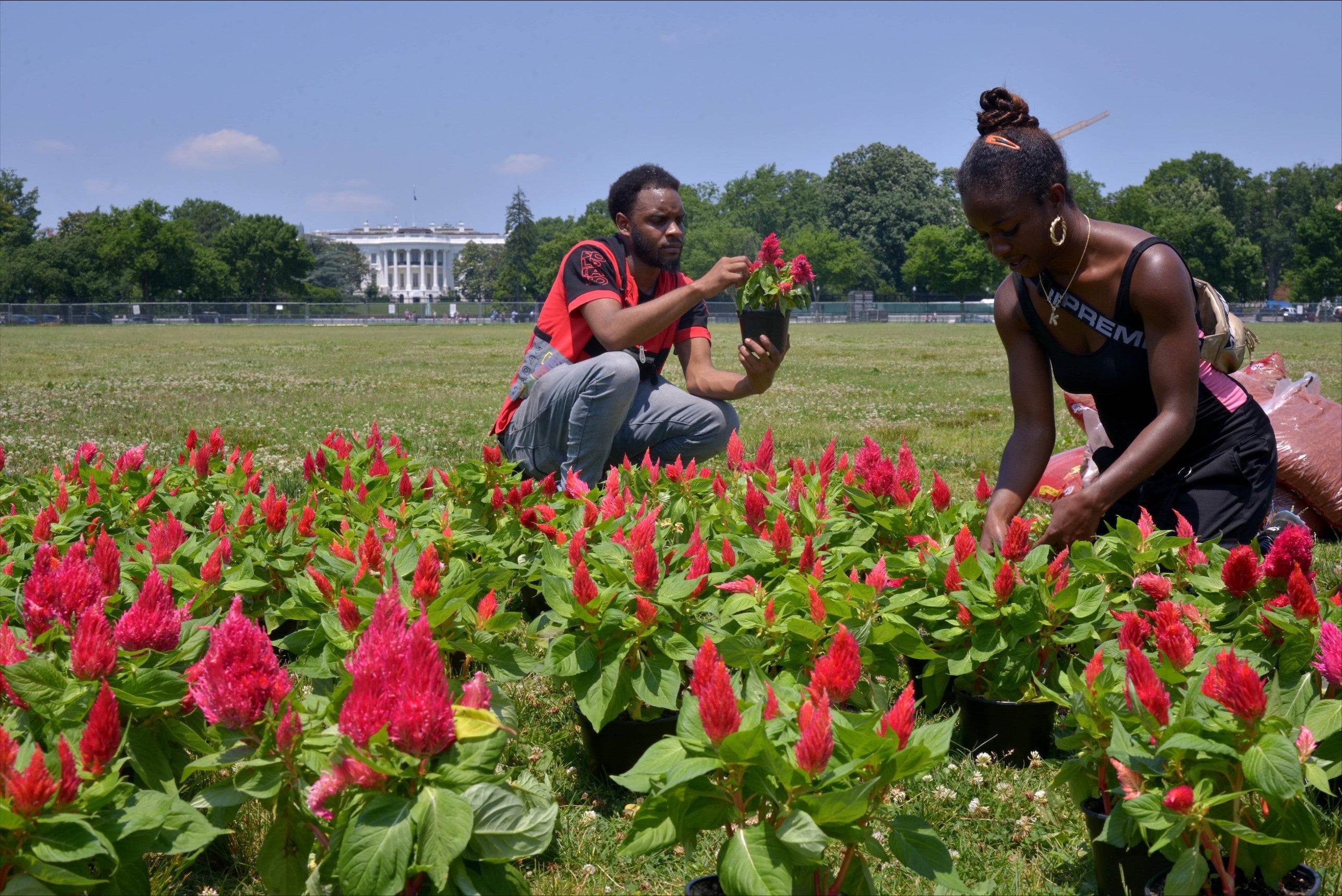 Kehmari Norman, a community garden specialist in DC and owner of Black Flower Market (BLK FLWR MRKT) and a local volunteer tend to a 150-foot garden planted outside the White House to raise awareness for reparations for the legacy of slavery, in Washington, DC. 