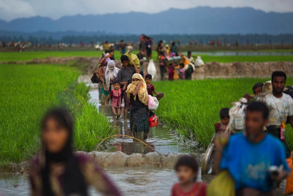 Rohingya walk through rice fields after fleeing across the border from Myanmar to Bangladesh near Teknaf, September 1, 2017.