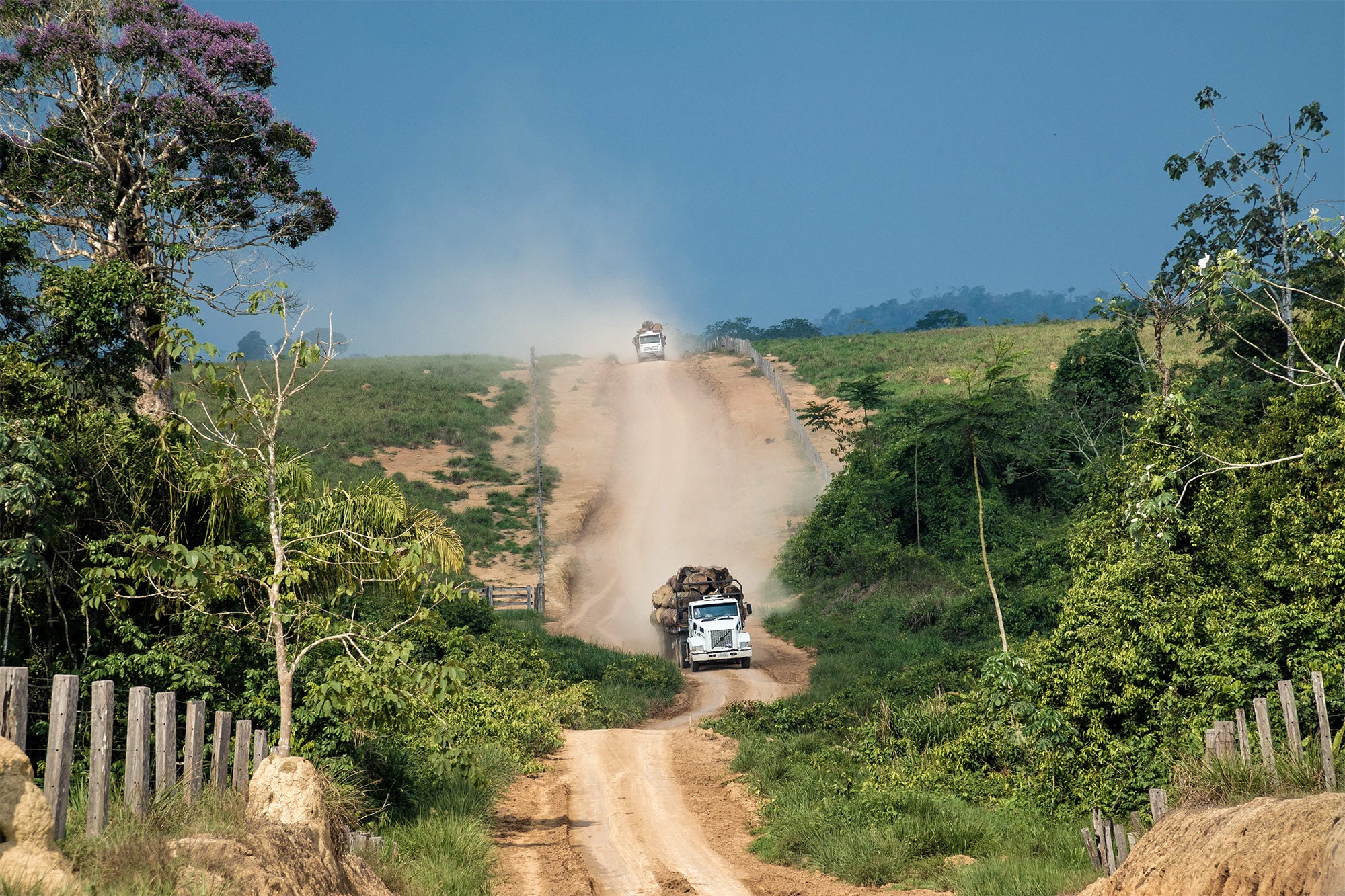 Des camions transportant des grumes de bois récoltées illégalement dans la forêt amazonienne, photographiés dans la zone de Terra Nossa en Amazonie, au Brésil, le 30 septembre 2019.