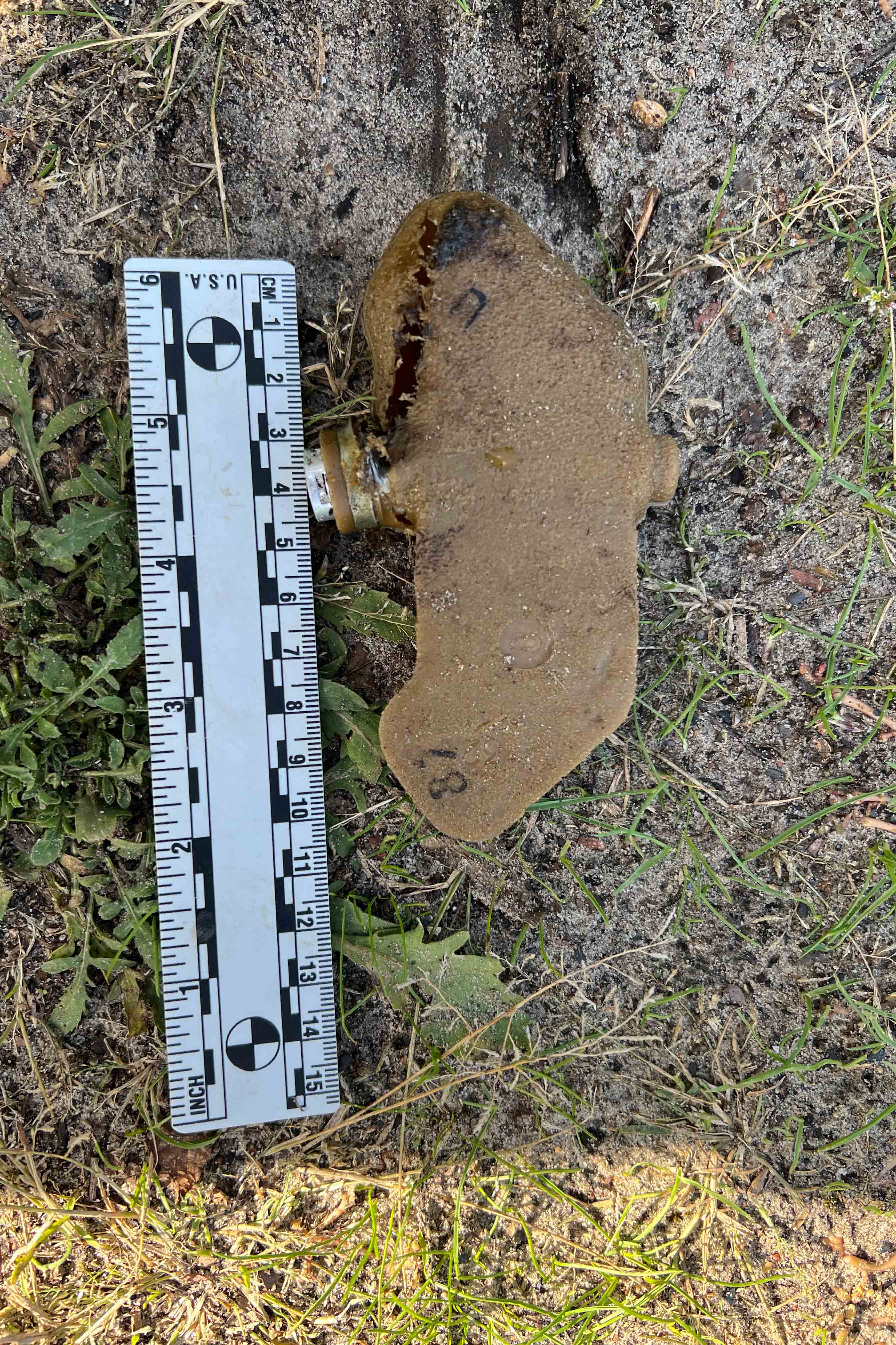 Picture of a small brown "butterfly" or "petal" mine next to a ruler to show size 