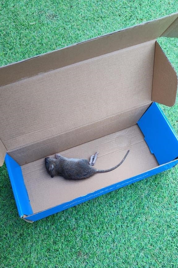 Dead rat in a cardboard box