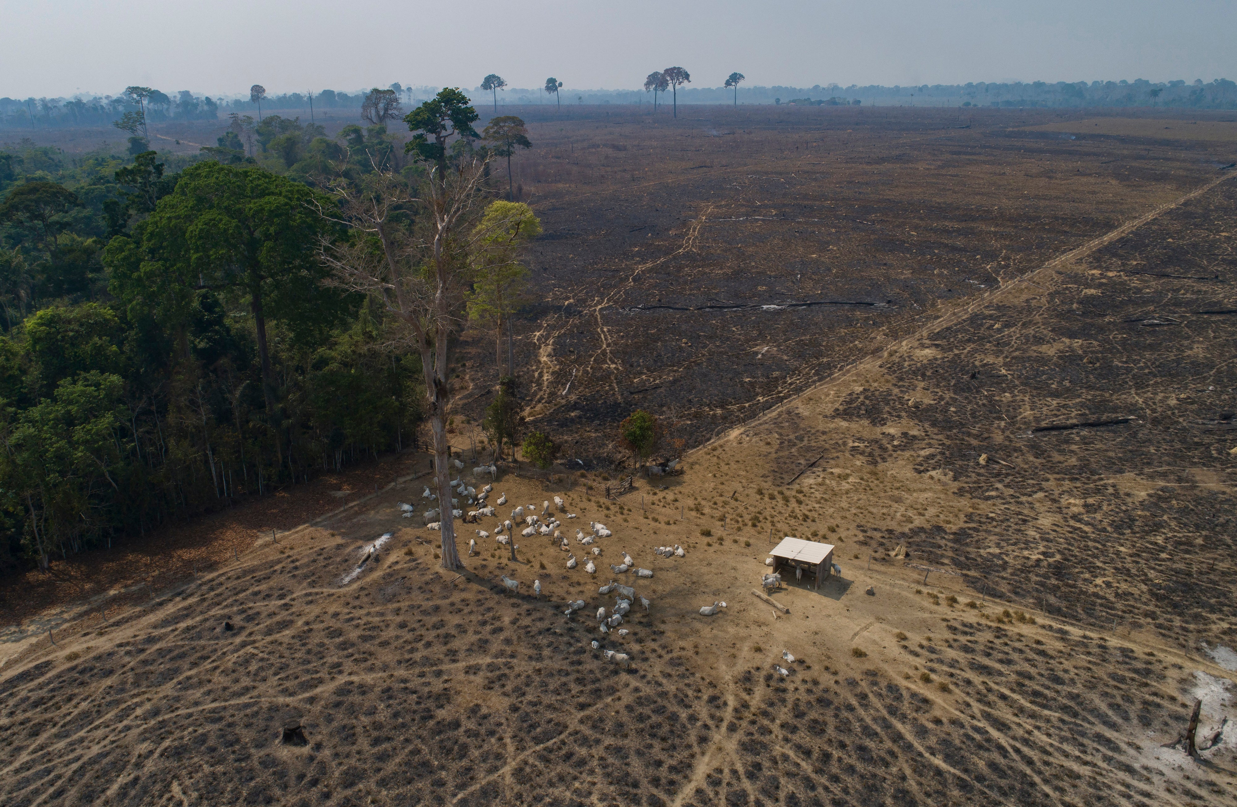 Cattle graze on land recently burned and deforested by cattle farmers near Novo Progresso, Para state, Brazil, on August 23, 2020. 