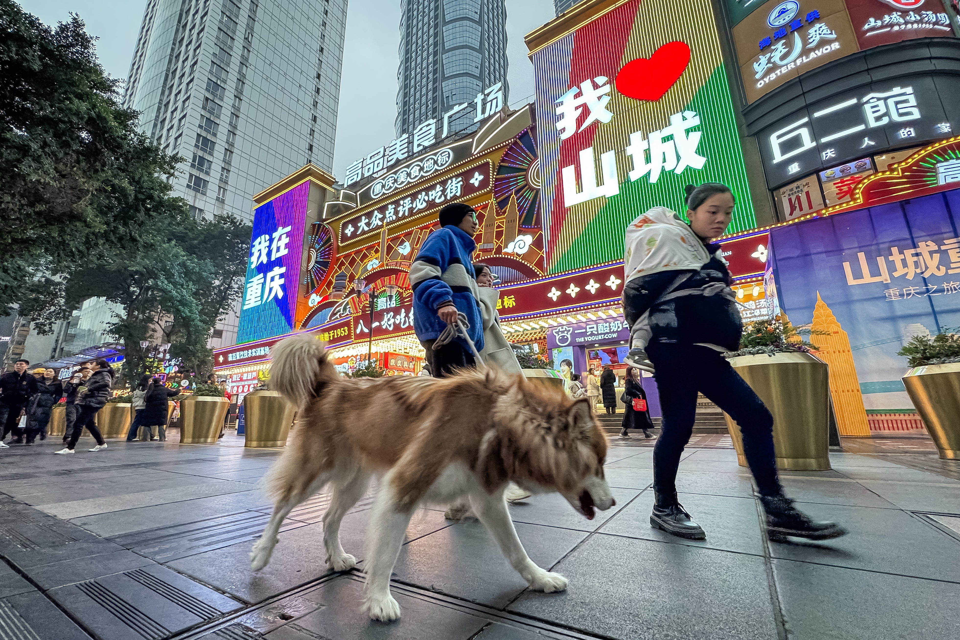 A pedestrian walks a dog in Chongqing, China, on December 17, 2024. 