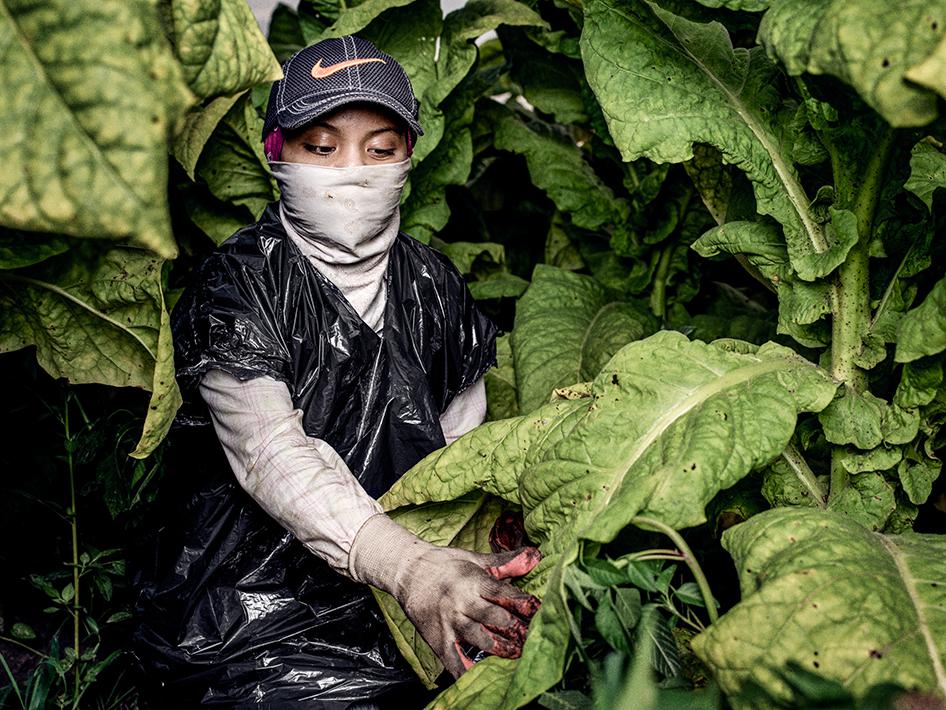 “Sofia,” a 17-year-old tobacco worker, in a tobacco field in North Carolina. 