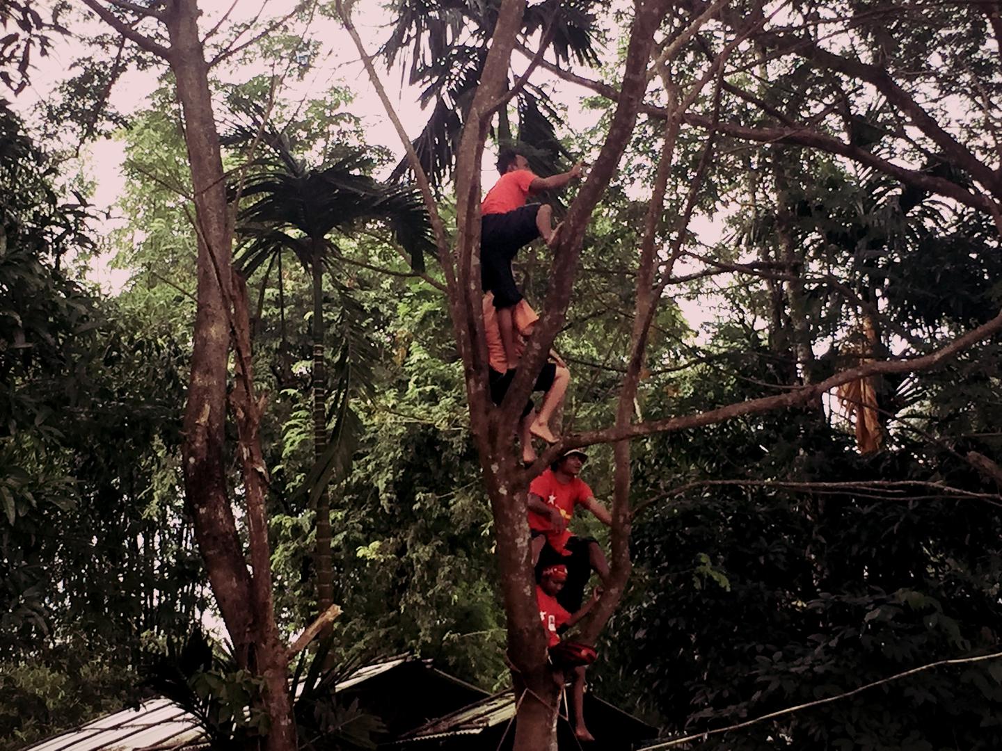 NLD supporters climb a tree to see the rally in Mandalay on October 28.