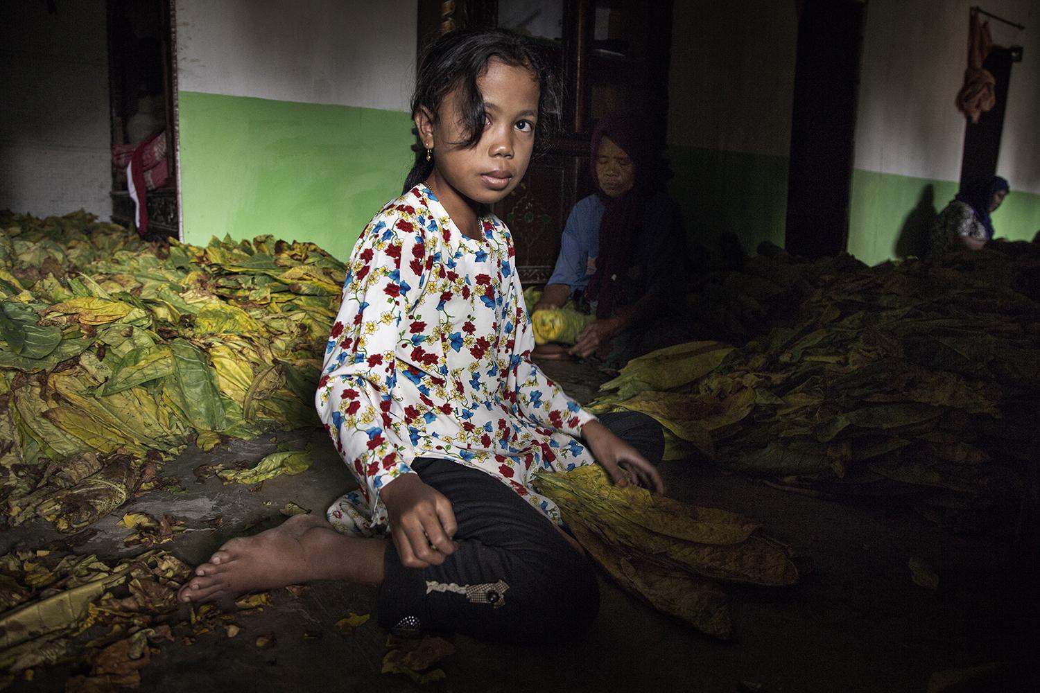An 8-year-old girl sorts and bundles tobacco leaves by hand near Sampang, East Java.