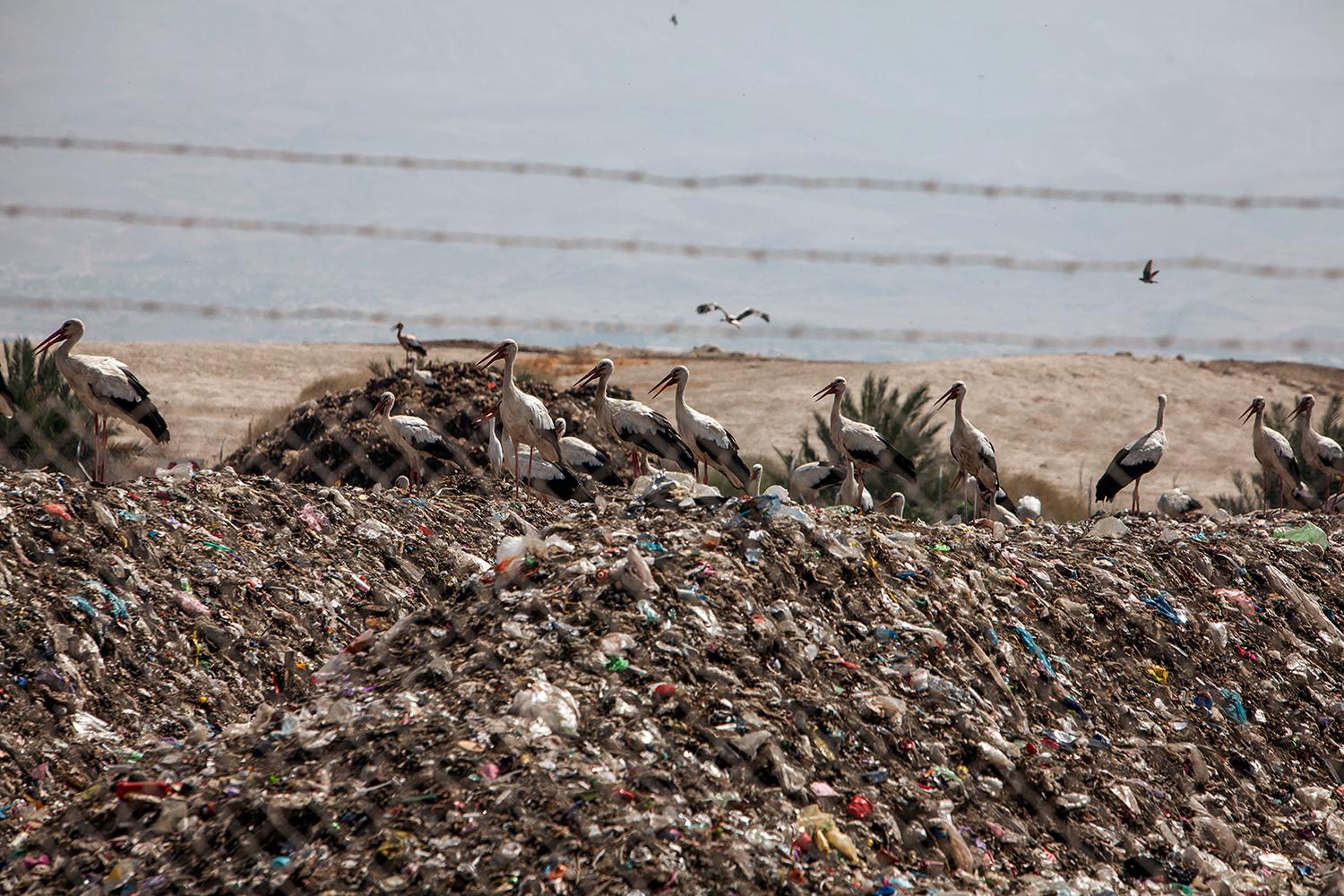 Storks rest on mounds of garbage in a landfill in the Jordan Valley. Located in the occupied West Bank, the landfill exclusively services Israel and settlements. © 2015 Yoray Liberman
