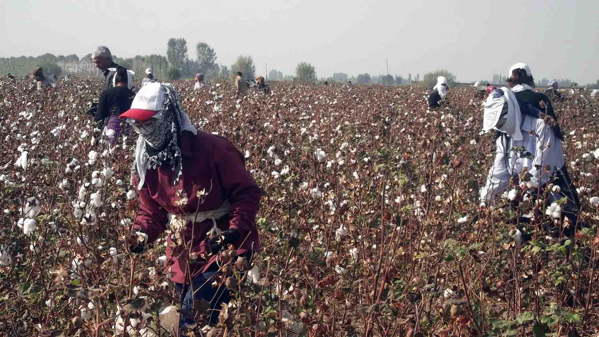Cotton picking in Uzbekistan.