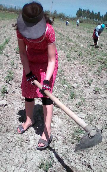 Женщина готовит почву для высадки хлопка, весна 2016 г., Самаркандская область. Помимо принудительного сбора хлопка осенью, тысячи бюджетников, учащихся, получателей социальных выплат и других людей также заставляют обрабатывать хлопковые поля весной.