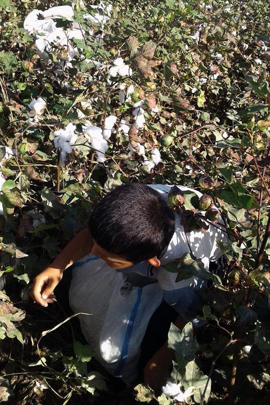 Школьник прячется по приказу учителя, который испугался, что того заметит наблюдатель, уборка урожая 2016 года, Берунийский район Каракалпакстана.