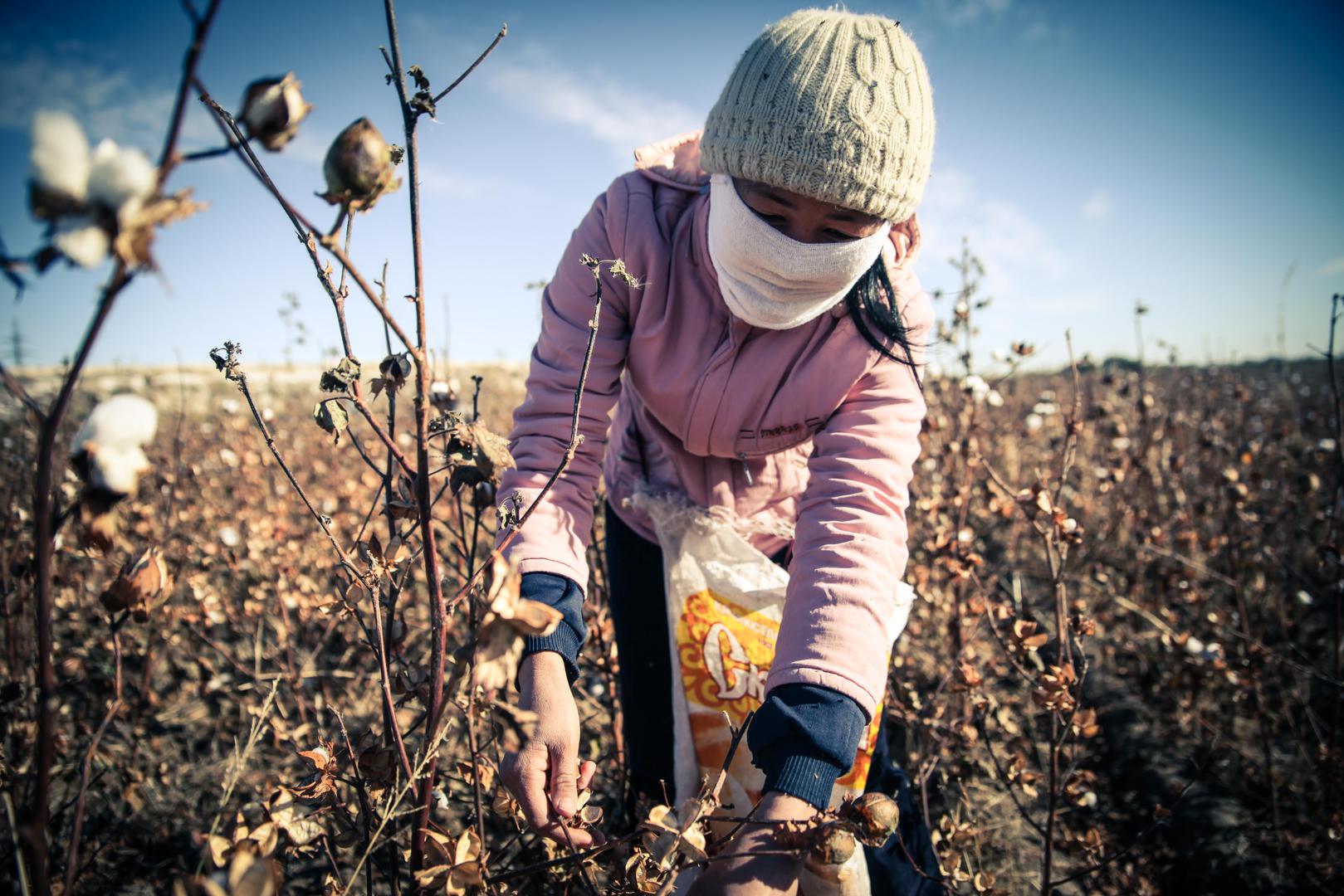 Une femme récolte du coton en 2015 en Ouzbékistan, où de nombreuses personnes – y compris des enfants – sont forcées à participer à la récolte chaque année, durant une période allant de début septembre à fin octobre ou début novembre.