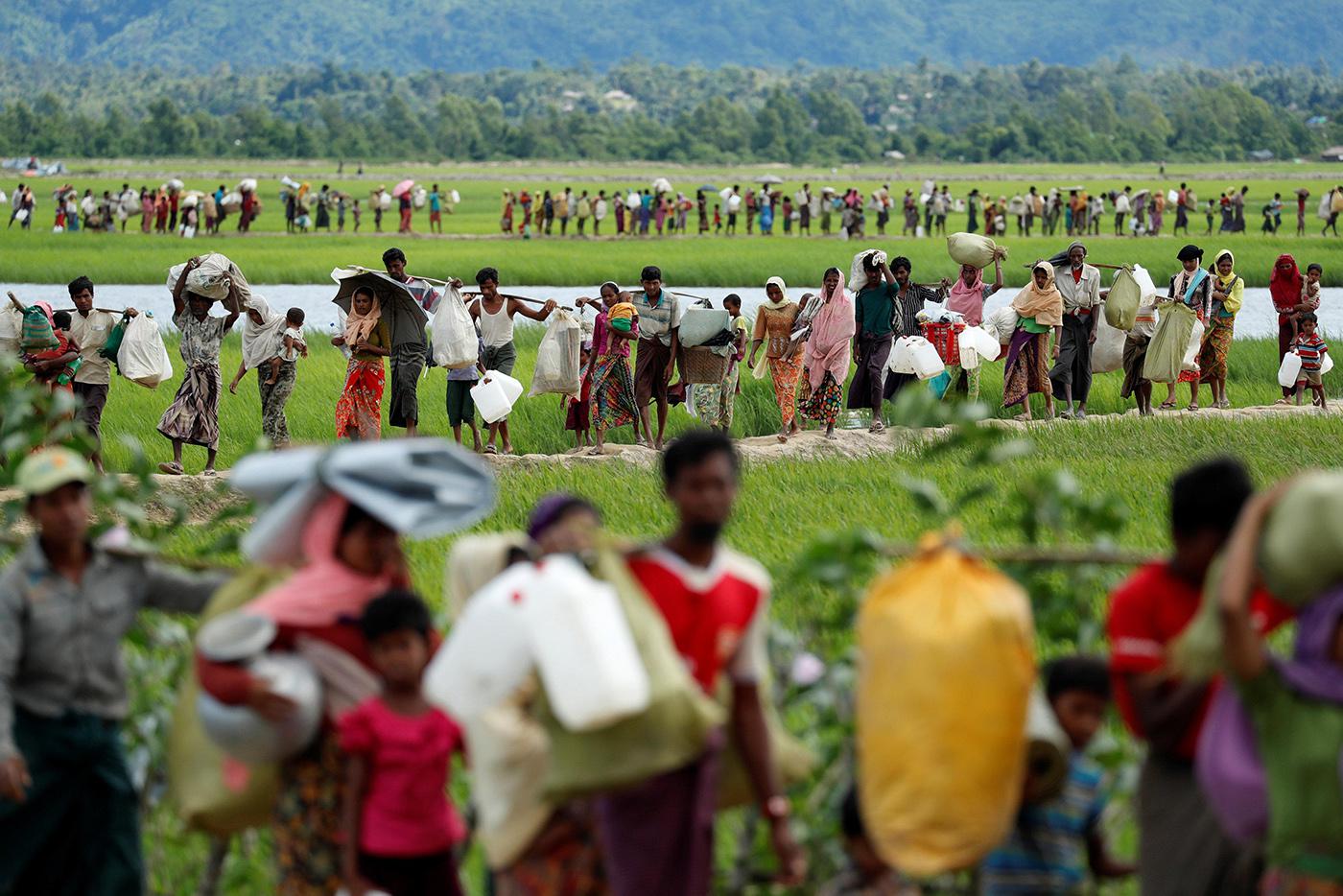 Rohingya refugees walk through rice fields after crossing the border from Myanmar into Palang Khali, Bangladesh, October 19, 2017.