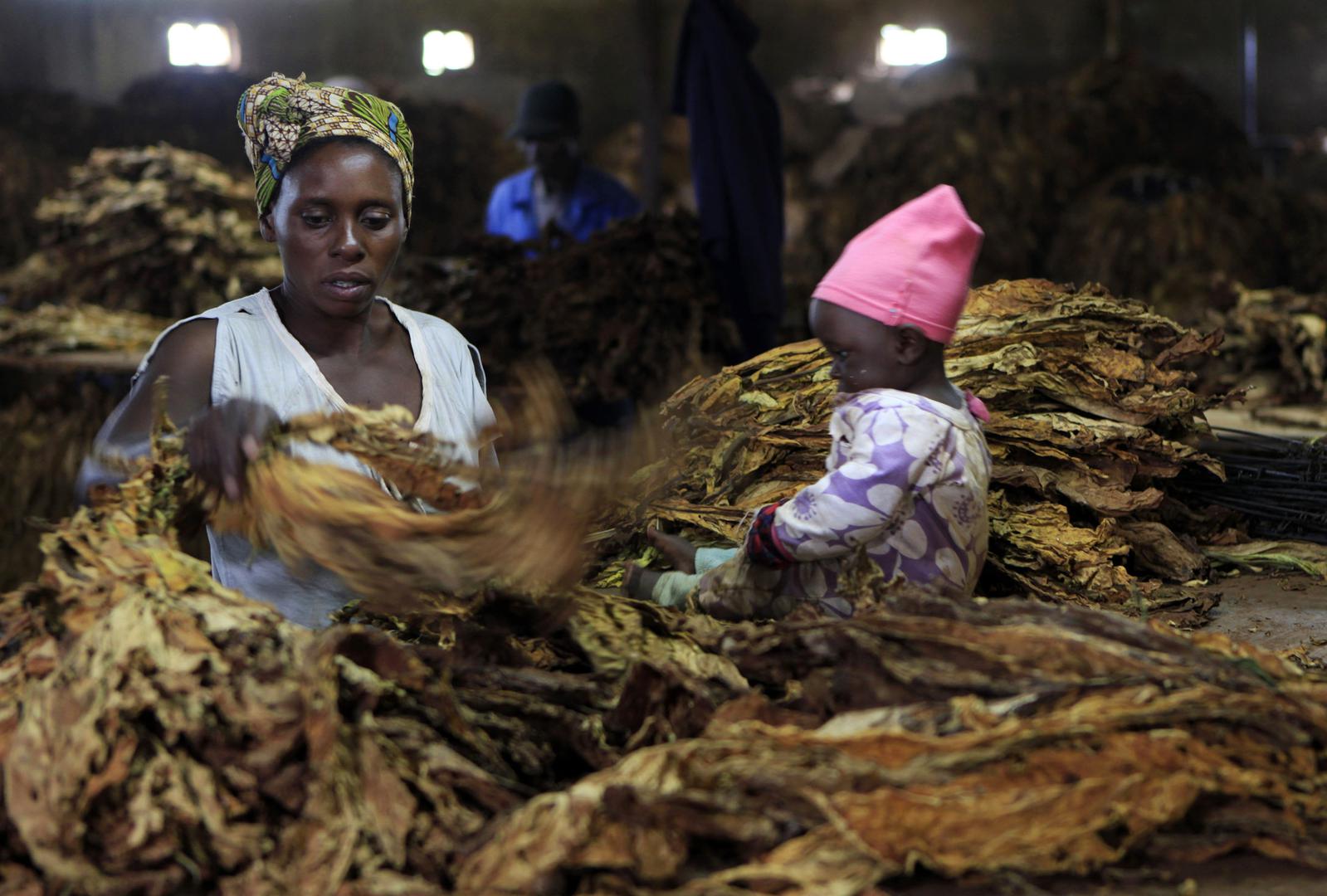 A woman sorts dried tobacco leaves in Harare, Zimbabwe while a child sits nearby. 