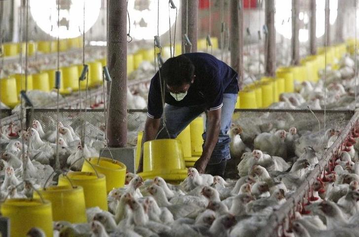 Seorang pekerja mengurusi ayam-ayam di sebuah peternakan di Thailand.  