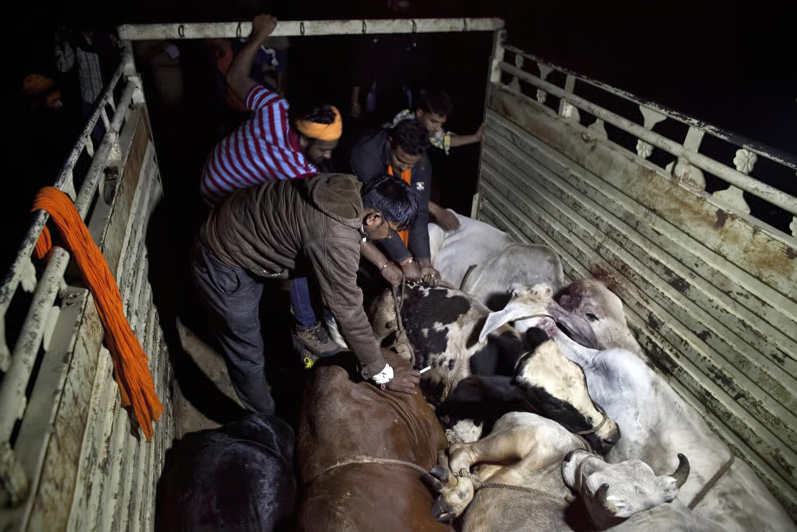 Des membres d'un groupe de « protection des vaches » s’apprêtent à confisquer des vaches transportées à l’arrière d’un camion par des commerçants de bétail à Ramgarh, dans l’État du Rajasthan en Inde, en novembre 2015.