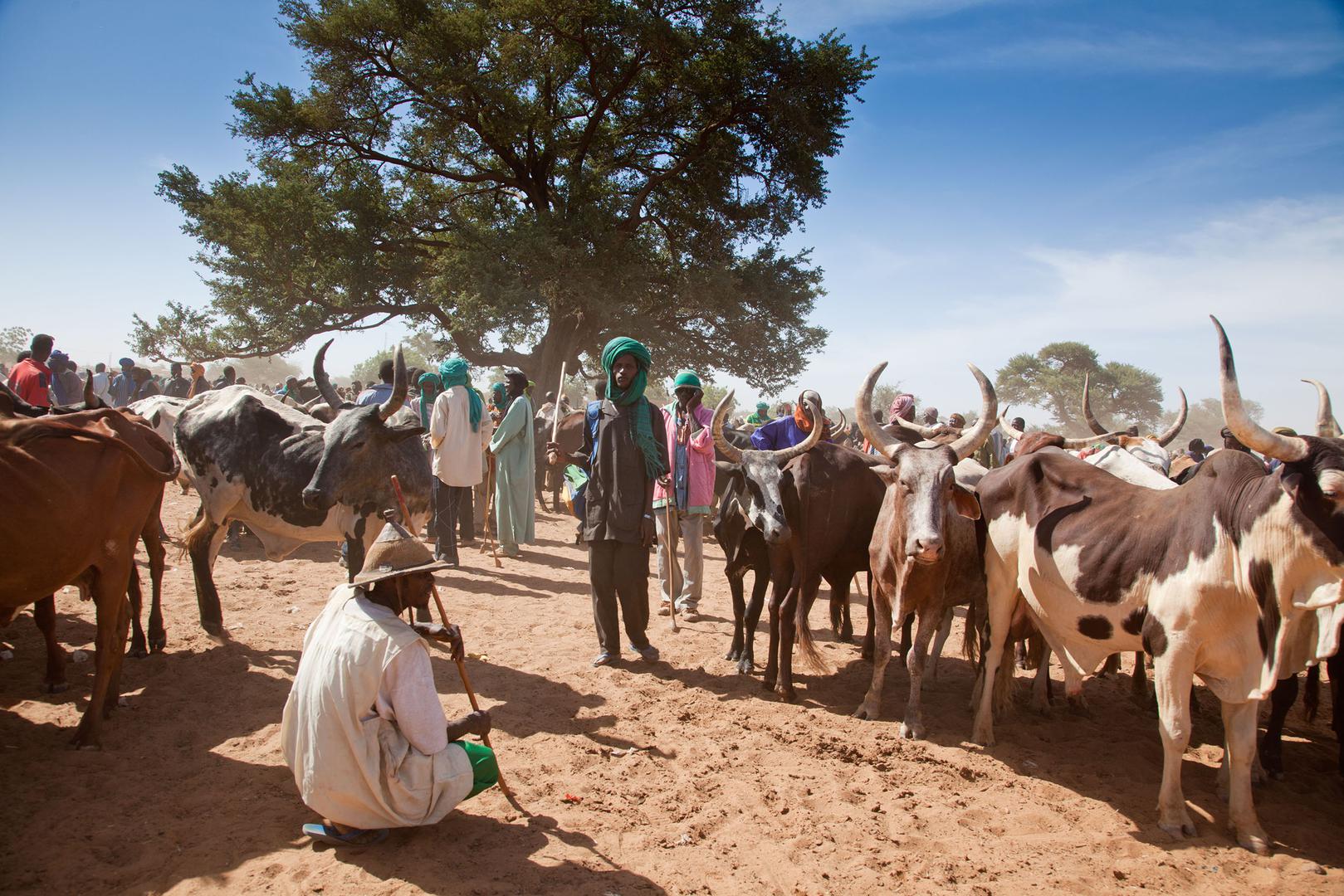 Des éleveurs peuls achètent et vendent du bétail sur un marché hebdomadaire à Djibo, dans la région du Sahel au Burkina Faso, en 2010. 