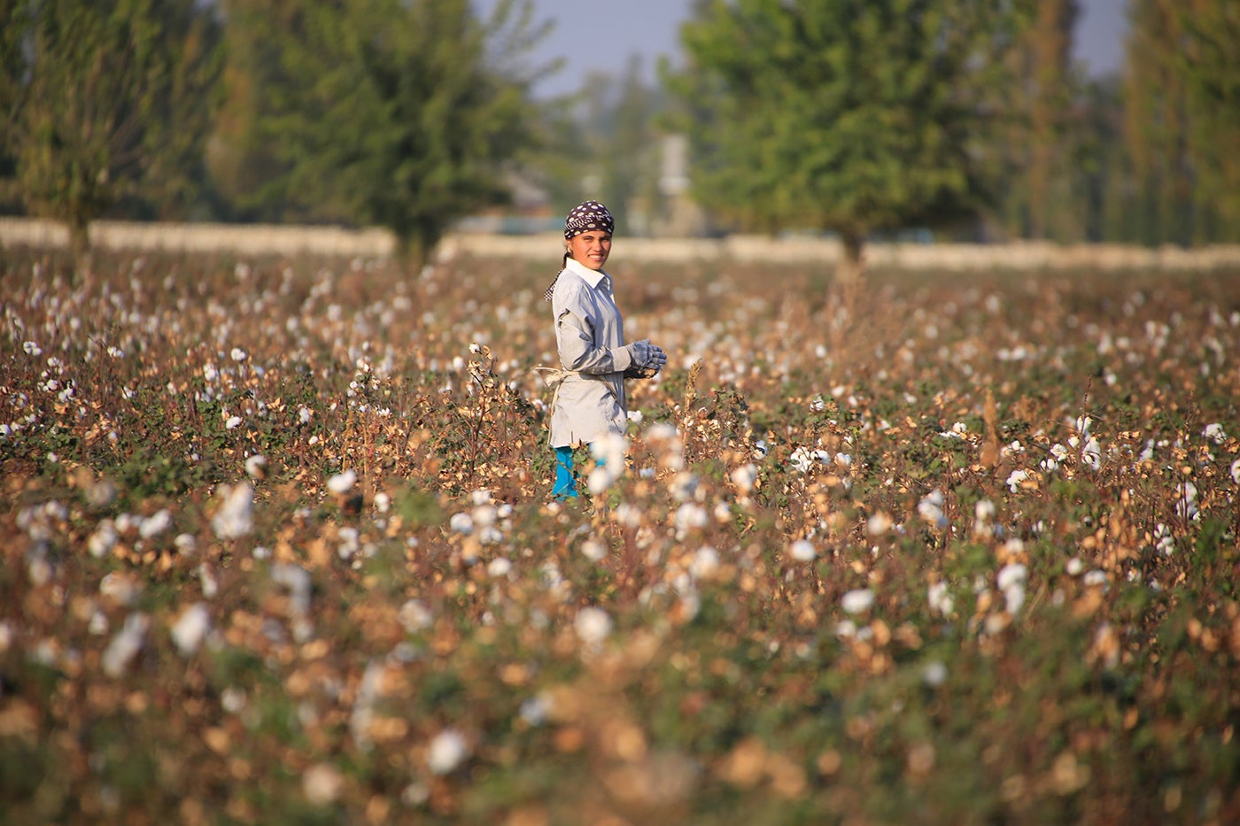 An Uzbekistan cotton grower works in a cotton plantation outside Tashkent, on October 24, 2019. 