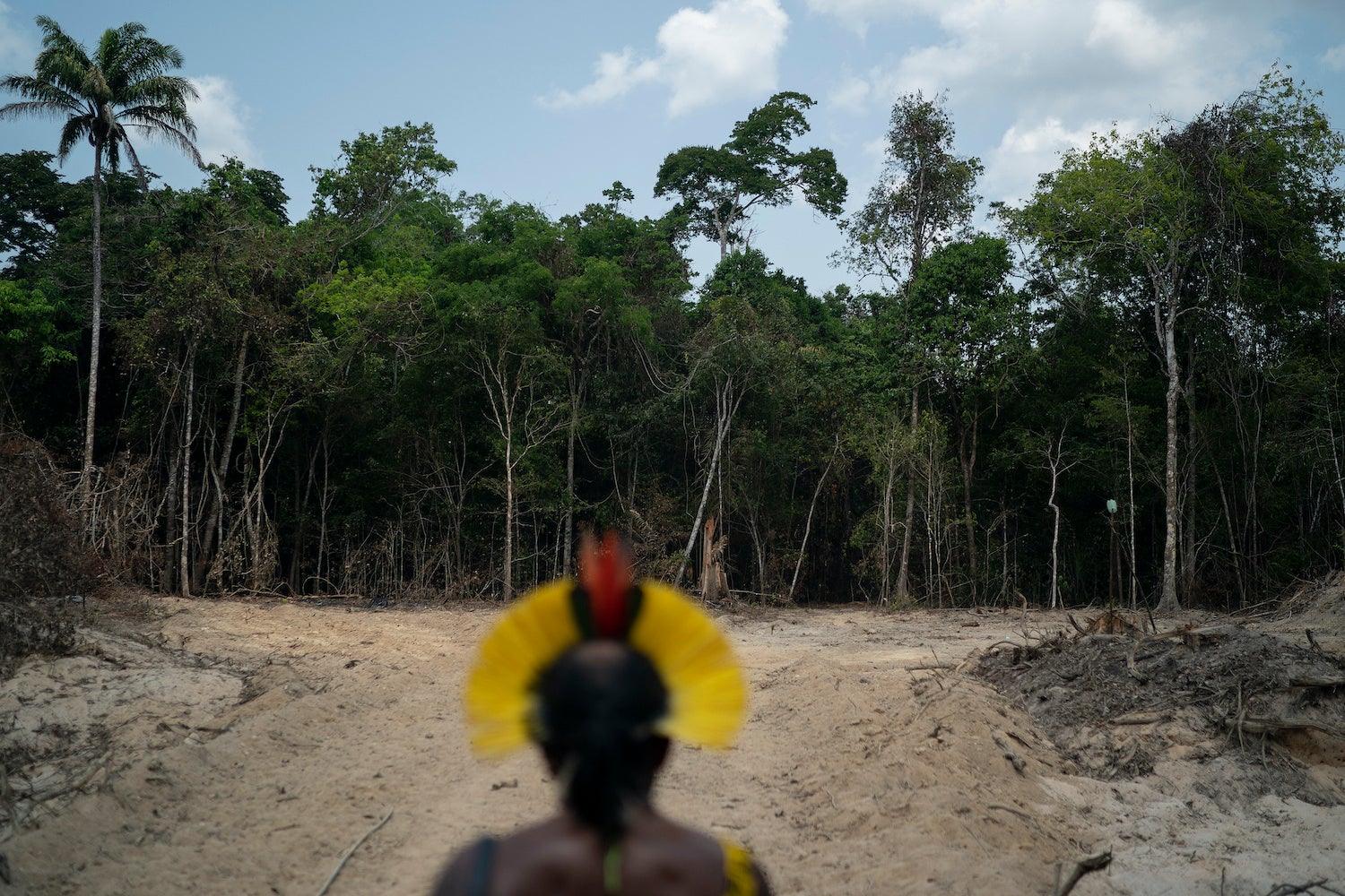 Krimej indigenous Chief Kadjyre Kayapo, looks out at a path created by loggers, in Altamira, Para state, Brazil, Saturday, Aug. 31, 2019. 