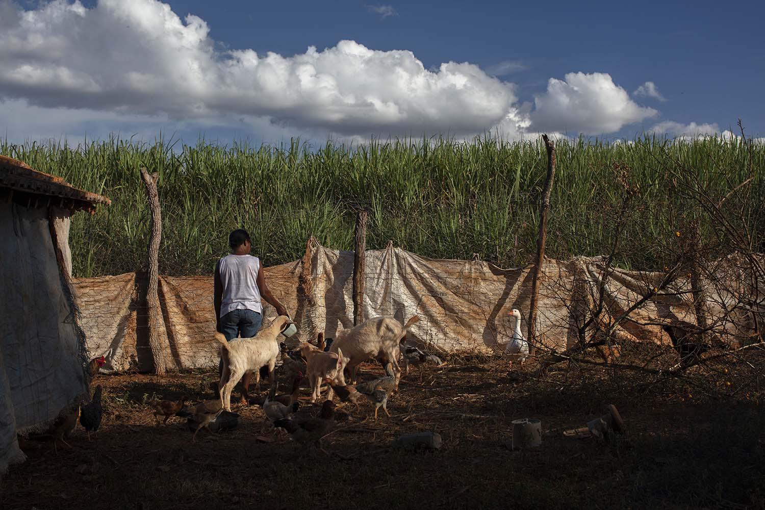 Uiara, uma mulher de 50 e poucos anos vive no estado de Minas Gerais. Ela disse Ã  Human Rights Watch que âo aviÃ£o sobrevoa nossas casas com o pulverizador ligado. NÃ³s nÃ£o esperamos, nÃ³s corremos para dentro das casas. Os agrotÃ³xicos sÃ£o muito fortesâ.