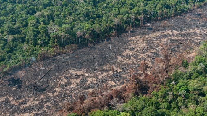 Image of an illegal deforestation strip in the Amazonian forest recorded during the Ibama’s Operation Brigada Verde, in Rondonia, Brazil in August 2019