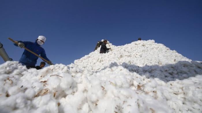 People work amidst massive piles of cotton in China's Xinjiang province. 